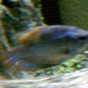 gourami.jpg