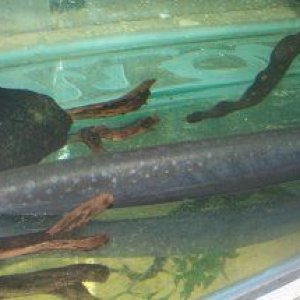 electric_eel.jpg
