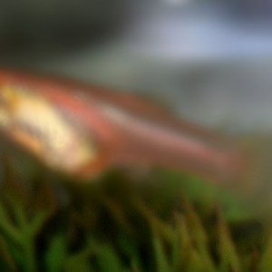 post_36499_1195336643.jpg