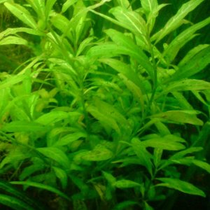 plant1.jpg