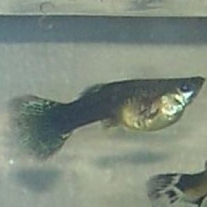 preg_fish.jpg