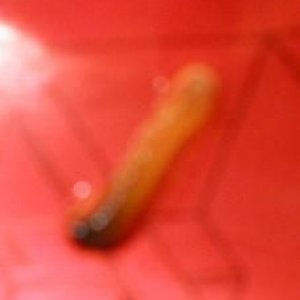 grub.JPG