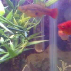 fish.jpg