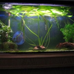 Fresh_Tank.jpg