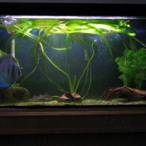 Fresh_Tank_1.jpg