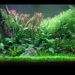 full_tank.JPG