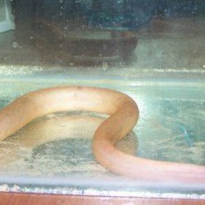 swamp_eel_1.jpg