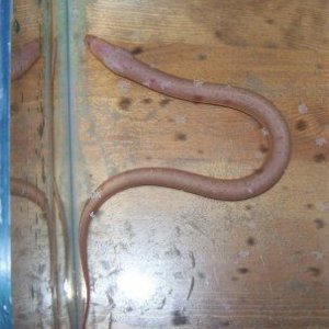 swamp_eel_2.jpg