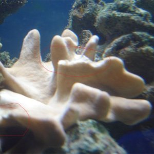leather_coral_10_12_07_001_copy.jpg