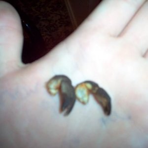 claw1.JPG
