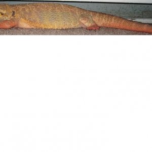 pic9.jpg