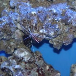 Cleaner_Shrimp.jpg