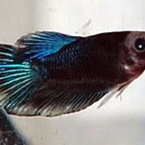 dory.jpg