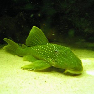 1.1.2008_010.jpg