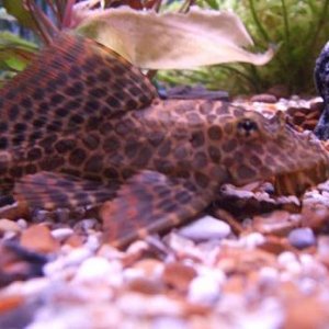 pleco.JPG