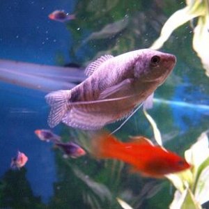 gourami.JPG