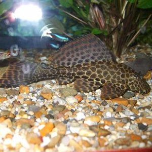 full_plec.JPG