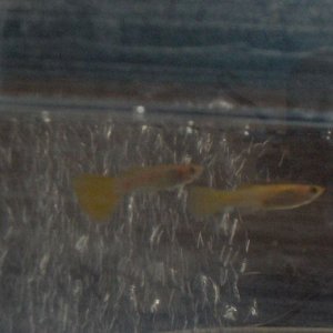 my_fishes_019.jpg