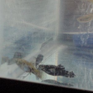 my_fishes_017.jpg