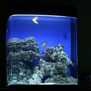 Marine_Tank_2.jpg