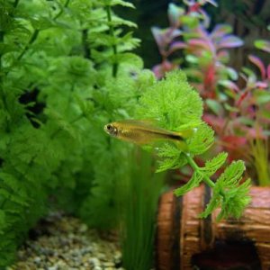 Tetra.JPG