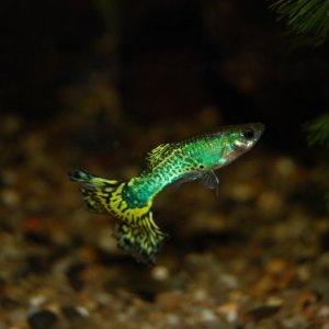 Yellow_snakeskin_guppy.jpg
