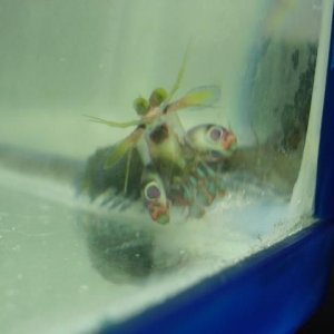 Mantisshrimp3.JPG