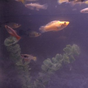 my_fishes_032.jpg