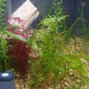 plant.JPG