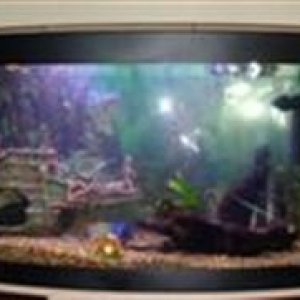 fish_tank_006__Custom_.jpg