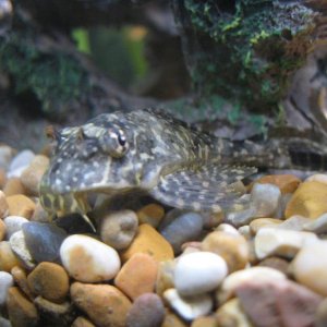 My_new_pleco.jpg