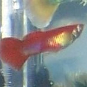 orange_male_guppy.jpg