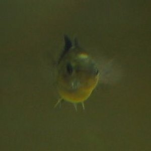 fish_2.jpg