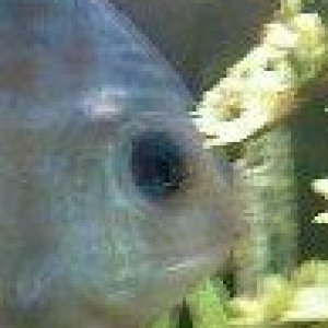 discus.jpg