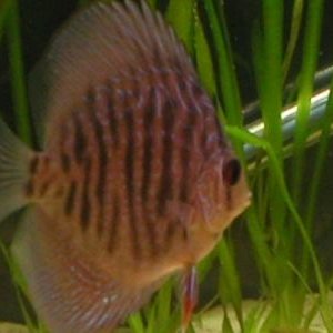 discus.jpg