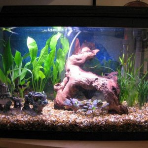 My_fish_tank_.jpg