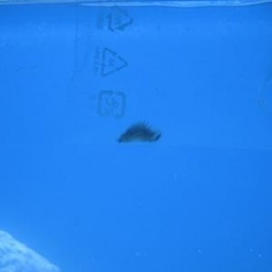 Orca_005.jpg