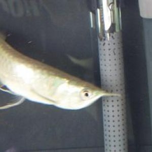 Silver_Arowana_006.jpg