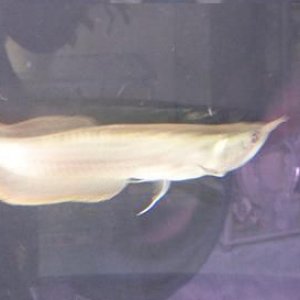 Silver_Arowana_007.jpg