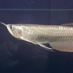 Silver_Arowana_026.jpg