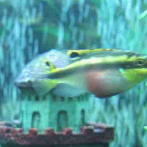 Fish_032.jpg
