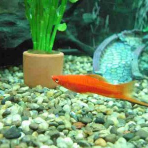 Fish_042.jpg