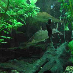 Fish_065.jpg