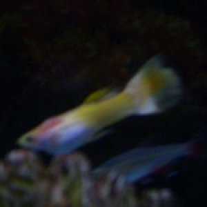 guppy1.jpg