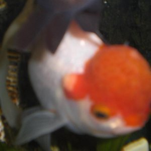 CIMG0709__Large_.JPG