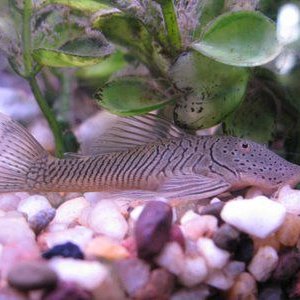 Rubber_Lip_Pleco.jpg