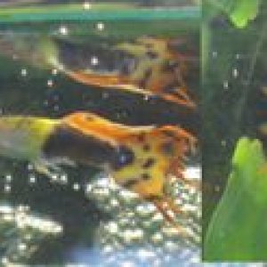 guppies_copy.jpg
