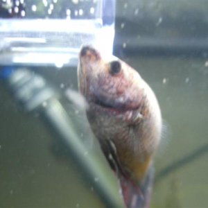 Picture_045__Small_.jpg