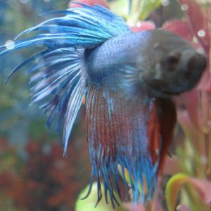 betta2.JPG