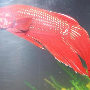 Betta_4.JPG